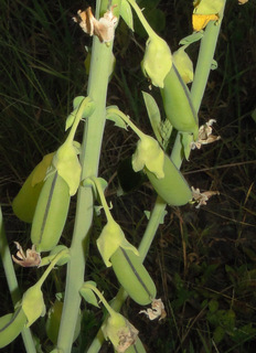 Crotalaria spectabilis