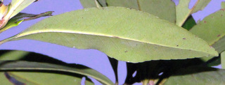 Gordonia lasianthus