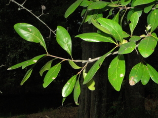 Quercus laurifolia