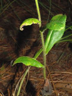 Hieracium gronovii