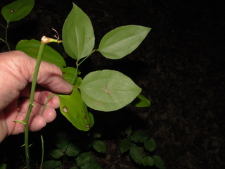 Smilax rotundifolia