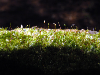 Sematophyllum adnatum