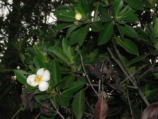 Gordonia lasianthus