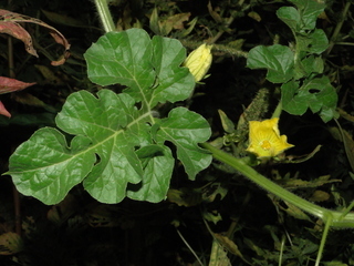 Citrullus lanatus