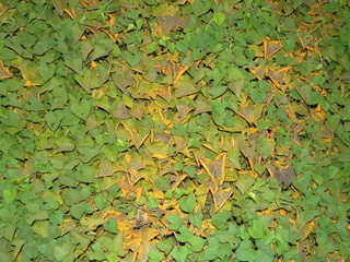 Coleosporium ipomoeae