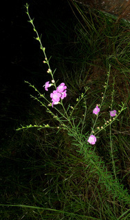Agalinis fasciculata