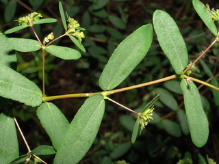 Chamaesyce hyssopifolia