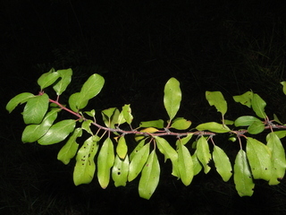 Prunus angustifolia