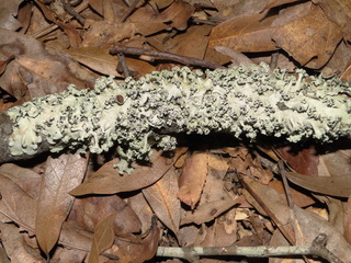 Parmotrema dilatatum or P. praesorediosum