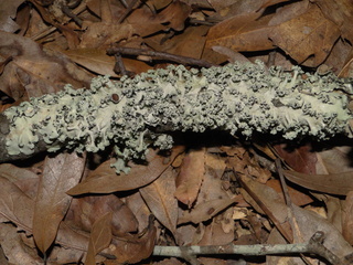 Parmotrema dilatatum or P. praesorediosum