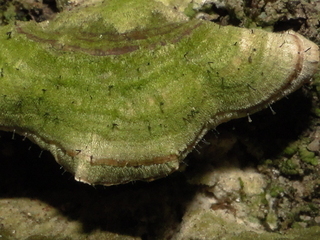Phaeocalicium polyporaeum