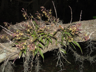Epidendrum conopseum