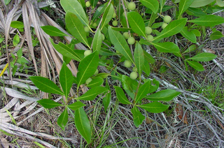 Osmanthus megacarpus