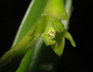 Epidendrum rigidum