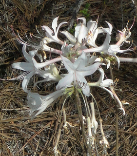 Rhododendron atlanticum