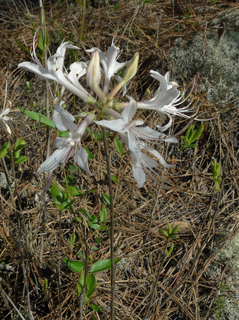 Rhododendron atlanticum