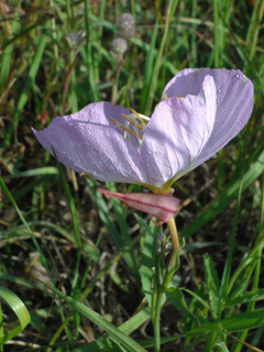 Oenothera speciosa