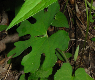 Sanguinaria canadensis