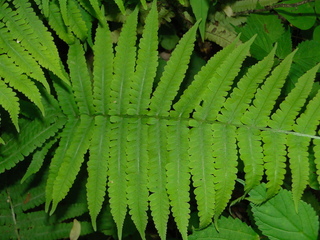 Athyrium asplenioides, Southern lady fern