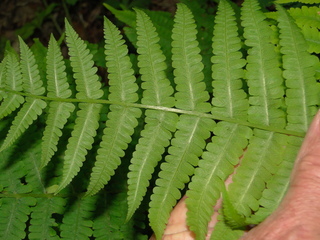Athyrium asplenioides, Southern lady fern