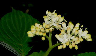Cornus alternifolia
