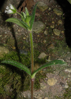 Cerastium fontanum ssp. vulgare