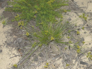 Cyperus filiculmis