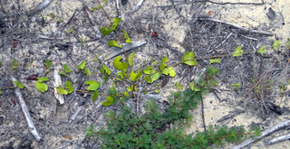 Matelea pubiflora