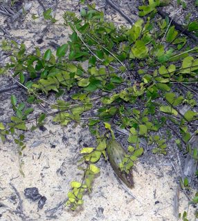 Matelea pubiflora