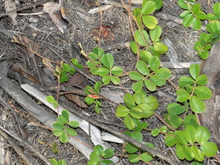 Tephrosia chrysophylla