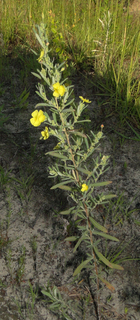 Helianthemum rosmarinifolium