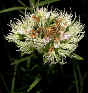 Pycnanthemum flexuosum