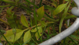 Coreopsis basalis