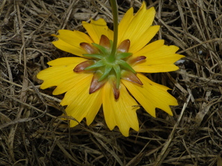 Coreopsis basalis