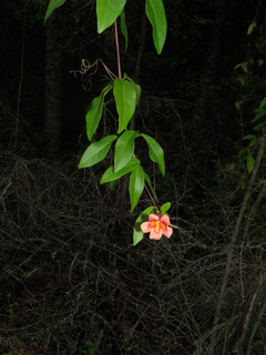 Bignonia capreolata