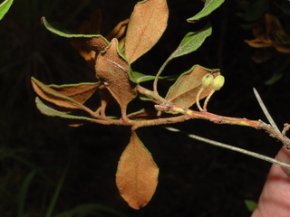 Lyonia ferruginea