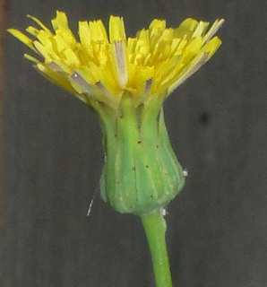 Sonchus oleraceus