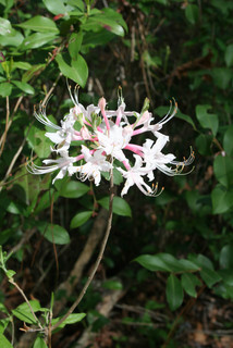 Rhododendron canescens