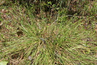 Sporobolus floridanus