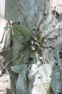 Encyclia tampensis