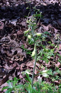 Delphinium tricorne