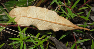 Eriogonum tomentosum