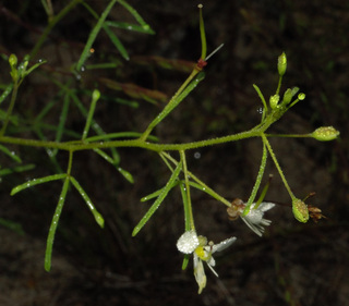 Polanisia tenuifolia
