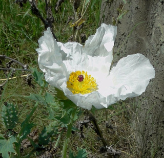 Argemone albiflora