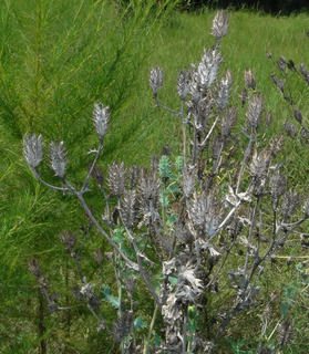 Argemone albiflora