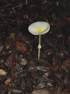 Leucocoprinus fragillissimus