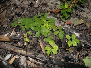 Tephrosia chrysophylla