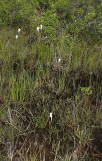 Rhynchospora latifolia