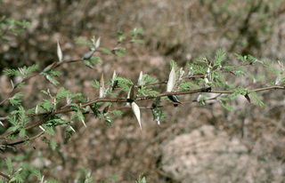 Acacia cymbispina