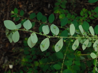 Phyllanthus tenellus